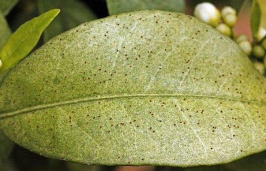 Heavy infestation of mites on leaf surface, showing stippling and silvering damage.