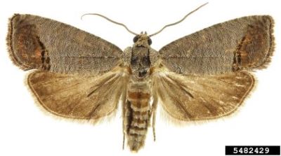 Adult male codling moth