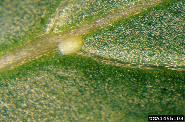 Fig 2. Diamondback moth egg on the underside of a leaf. Diamondback moth egg on the underside of leaf