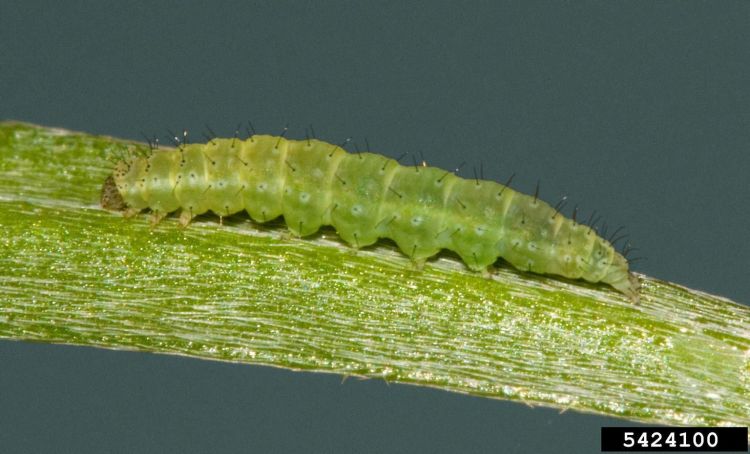 Fig 3. Diamondback moth caterpillar Mature diamondback moth caterpillar