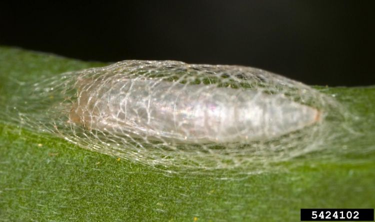 Fig 4. Diamondback moth pupa in a mesh-like cocoon. Diamondback moth pupa inside mesh-like cocoon