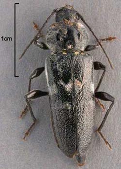 EHB to scale (1cm) EHB to scale (1cm) against grey background