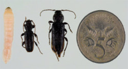 Comparison of larvae, young borer and fully grown borer to a 5 cents piece Larvae, young borer and fully grown borer and 5 cents piece