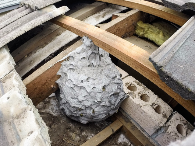European wasp nest suspended from beam in a roof