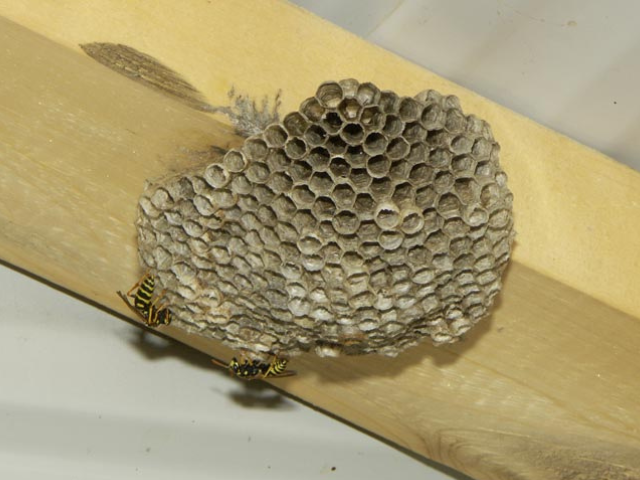 European paper wasp nest inside dwelling