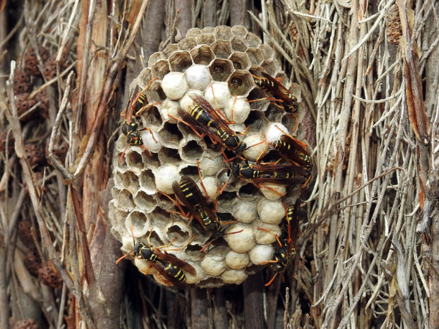 Asian paper wasp nest on the side of a tree