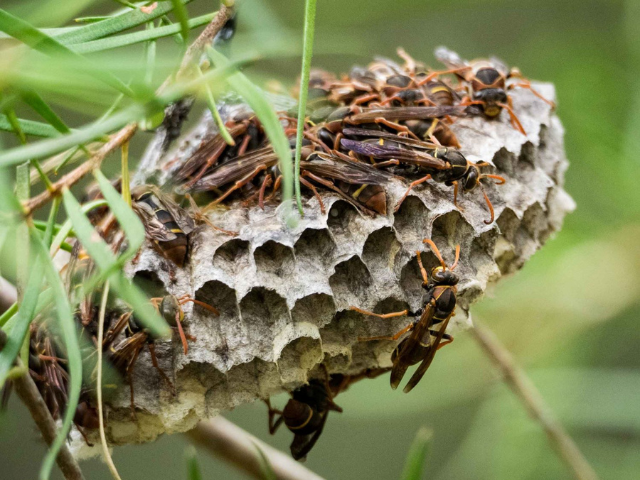 Australian paper wasp nest