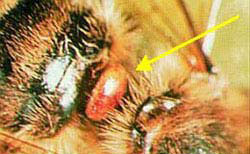 Orange Varroa mite nestled into adult bee