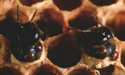Bee brood cell in hive with adult Varroa and offspring in the cell