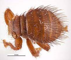 Braula fly is small and wingless