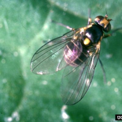 Adult leafminer on leaf