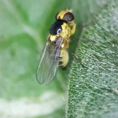 Adult leafminer on leaf