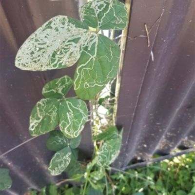Extensive leaf damage caused by leafminer