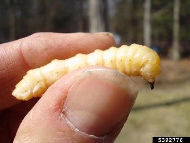 Pale yellow Asian longhorn beetle larva held between fingers
