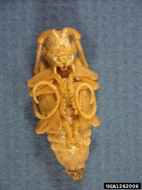 Light red-brown Asian longhorn beetle pupa on its back