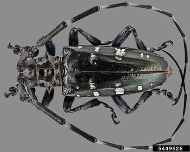 Greyscale image of an adult male Asian longhorn beetle from above