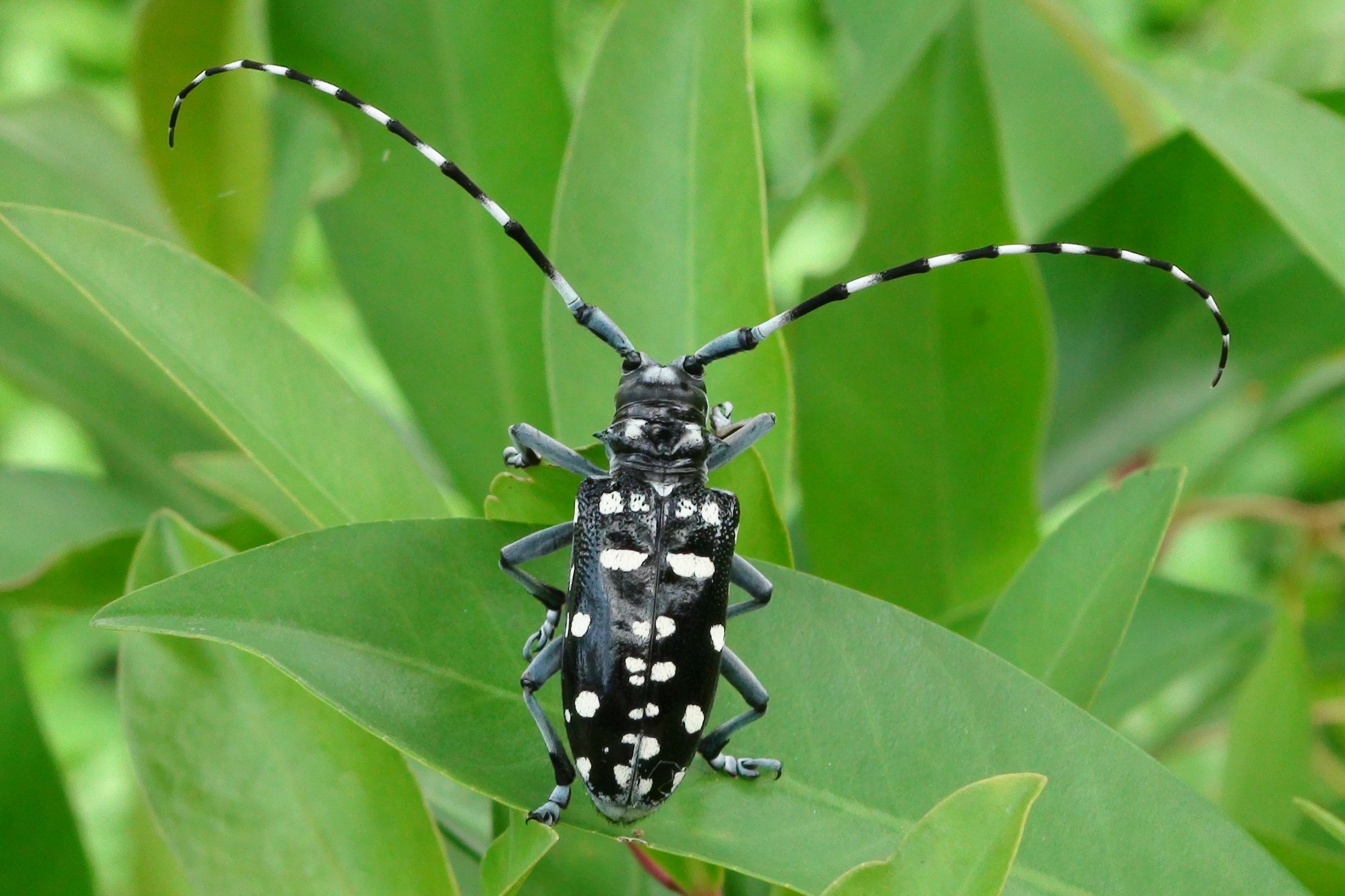 Male adult citrus longhorn beetle on a leaf, from above