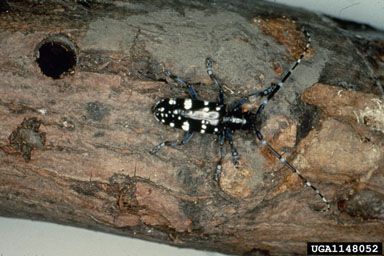 Asian longhorn beetle adult on a tree trunk