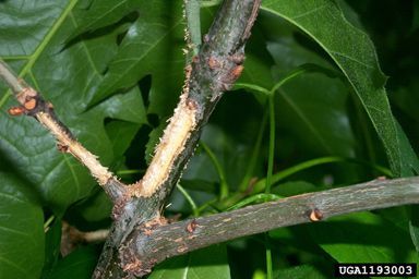 Damage to a tree stem, with bark stripped away
