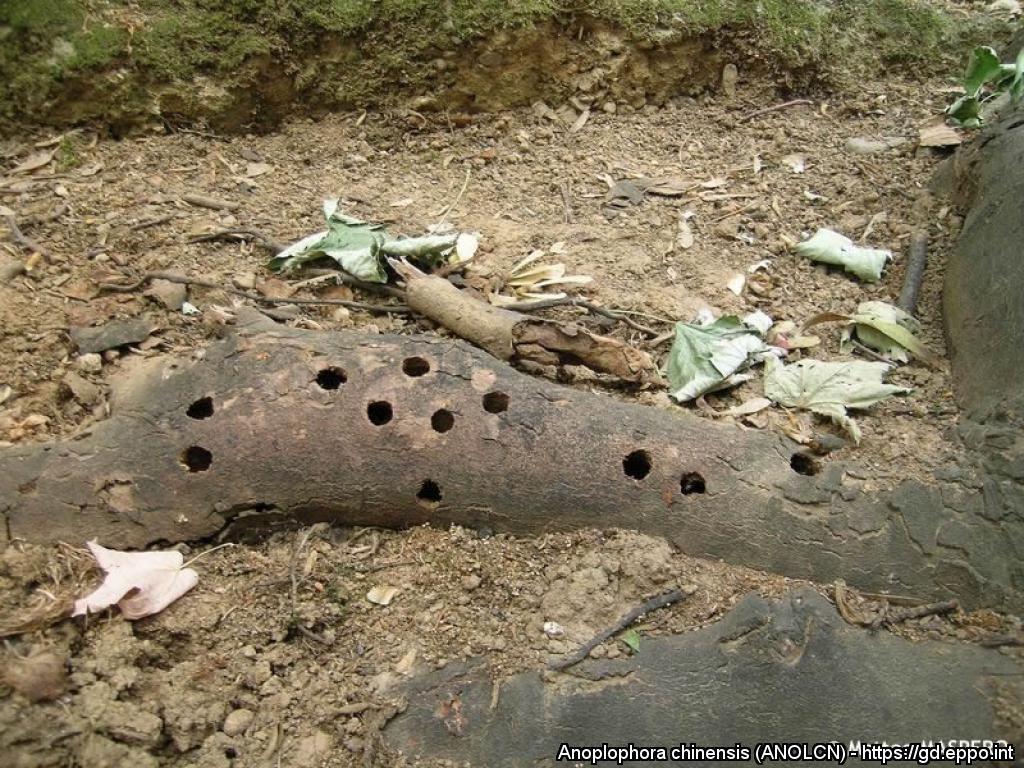 Exposed root of a tree with multiple holes from citrus longhorn beetles