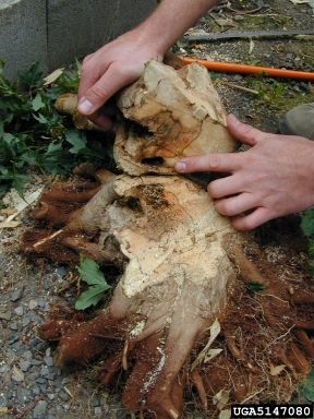 Tree trunk base damaged by a citrus longhorn beetle