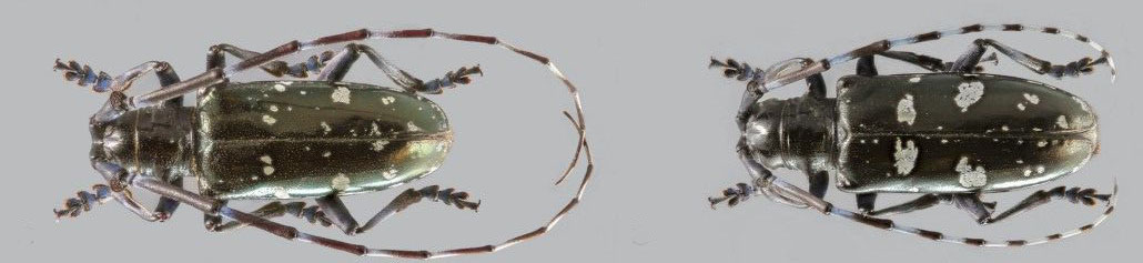 Asian longhorn beetle adult male and female pictured from above