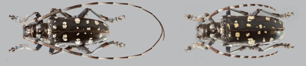 Citrus longhorn beetle adult male and female pictured from above