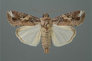 Fall armyworm with wings.