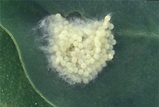 Larvae of fall armyworm.