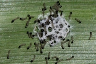 Fall armyworm egg mass.