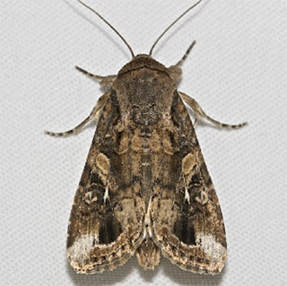 Fall armyworm moth at rest.