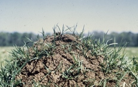 Fire ant mound.