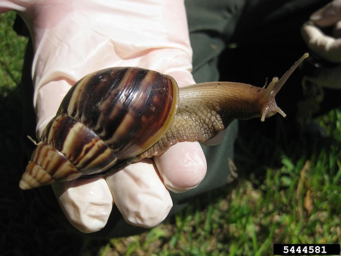 Figure 1: Giant African snail adult. Figure 1: Giant African snail adult