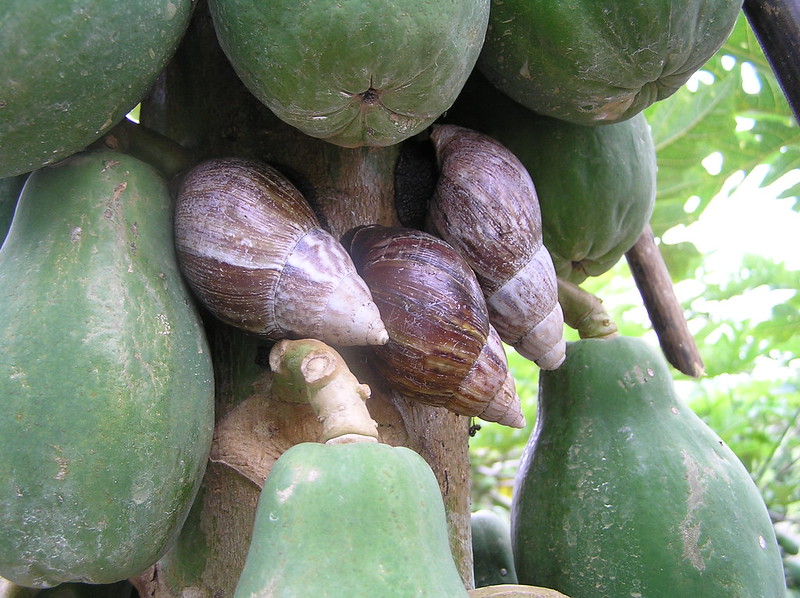 Figure 2: Giant African snails on papaya. Figure 2: Giant African snails on papaya