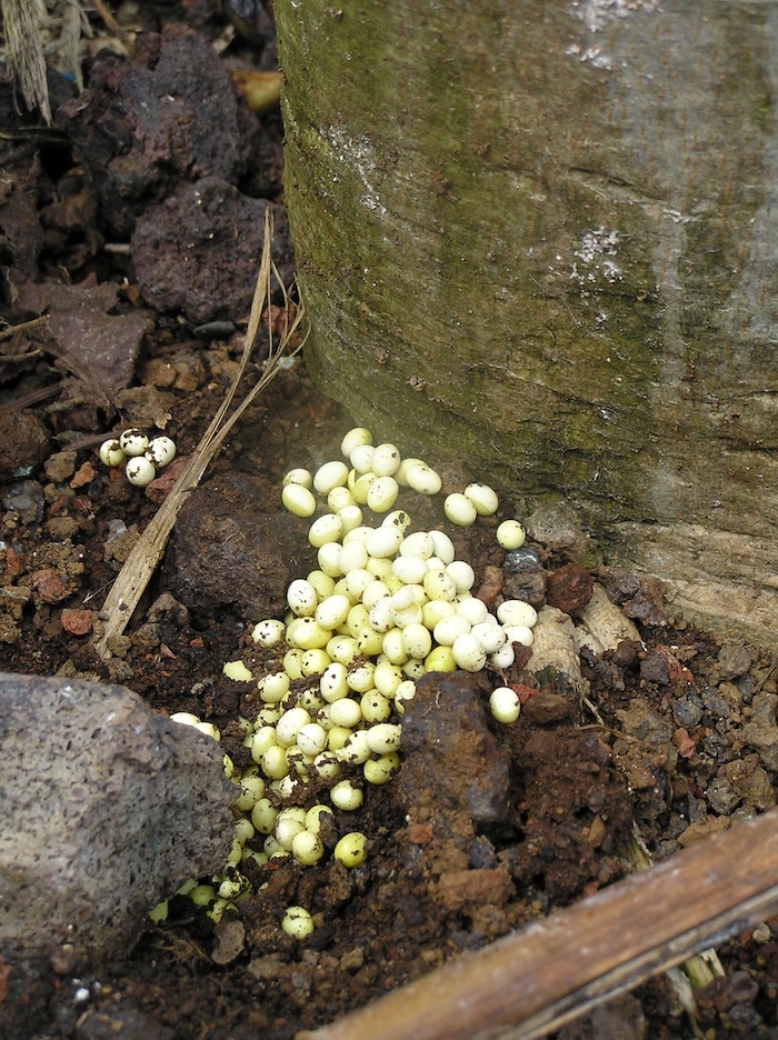Figure 3: Giant African snail eggs at the base of a tree. Figure 3: Giant African snail eggs