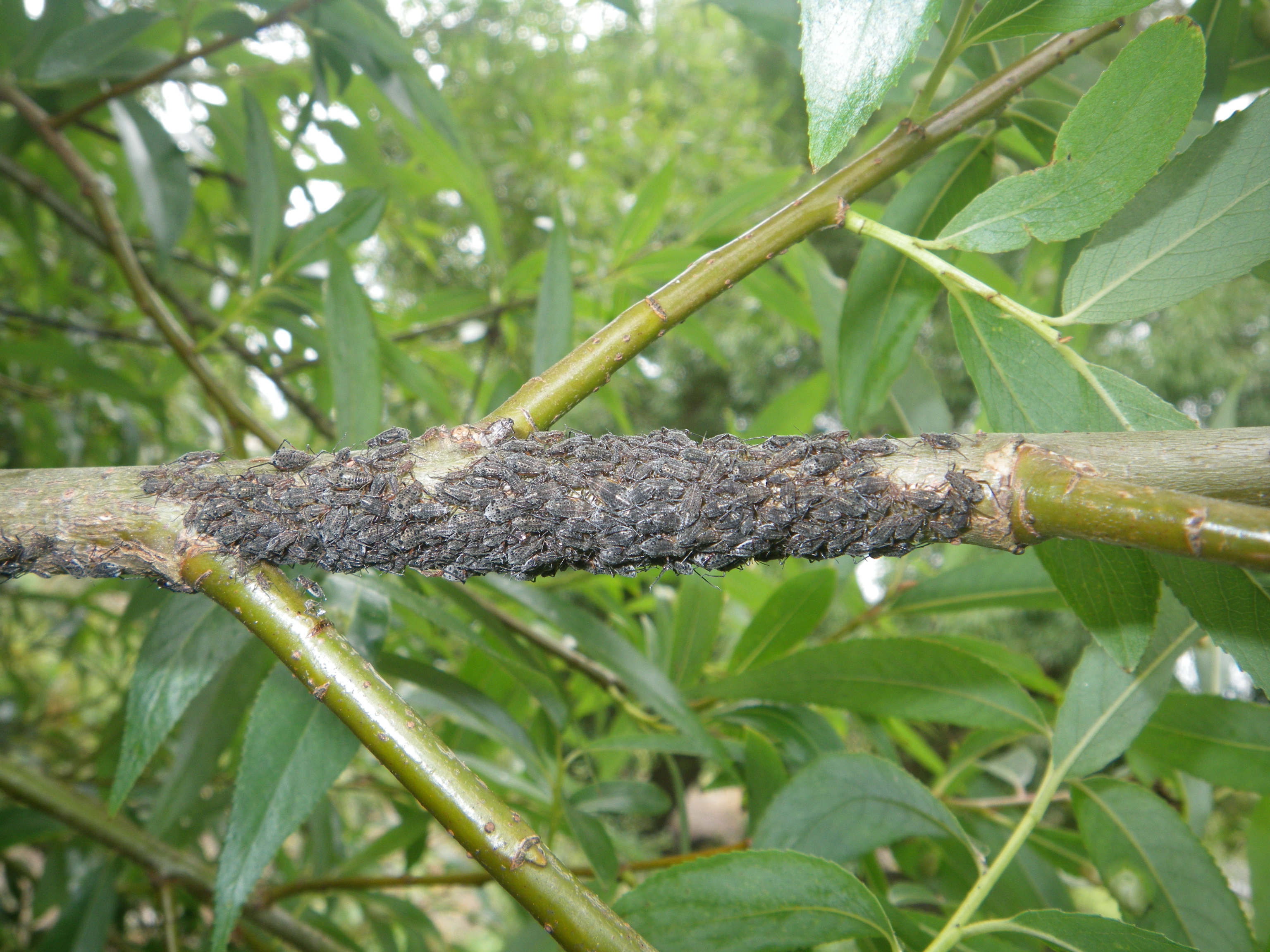 A photo of a tree with a large group of willow aphids close together on the main branch.