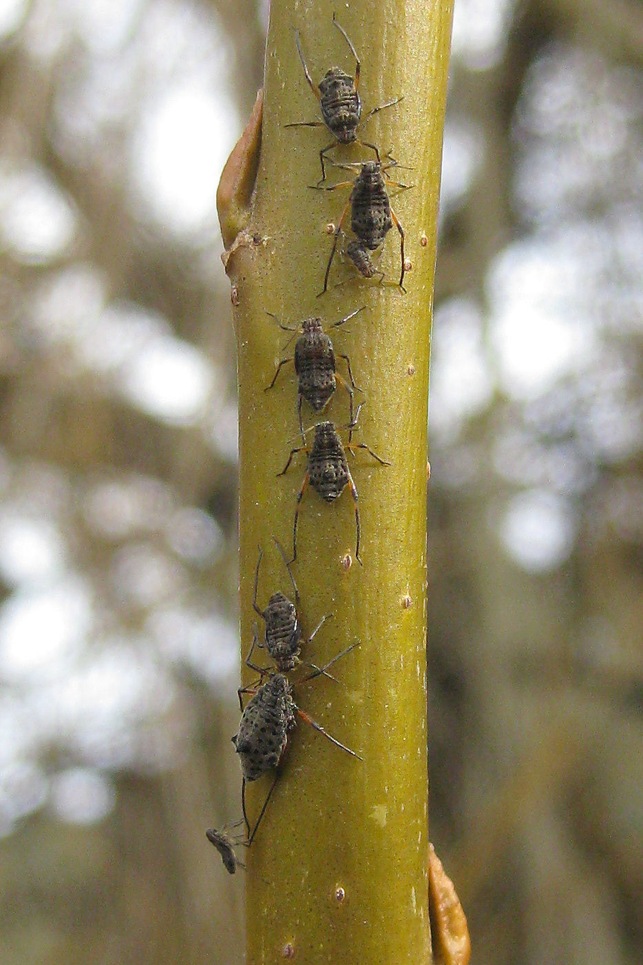  Photo showing adult and juvenile Giant willow aphids on the young stem of a willow tree (Salix sp.).