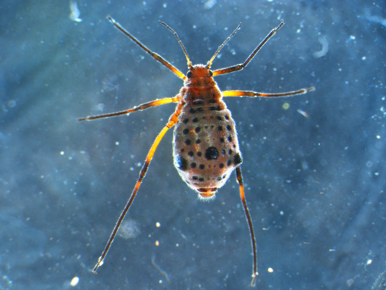 Close up photo of a wingless adult Giant willow aphid under a microscope showing black spots and ‘shark-fin’ tubercles. 