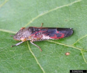 Glassy-winged sharpshooter resting on a white-veined green leaf