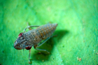 A juvenile glassy-winged sharpshooter on a leaf.