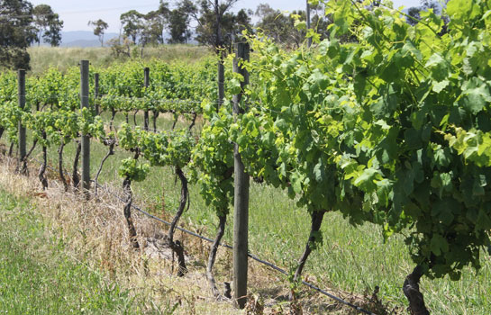 Figure 2: Canopy symptoms of phylloxera. Phylloxera symptoms observed in a row of grapevines. The smaller vines amongst the healthier vines are a typical sign the pest could be present.