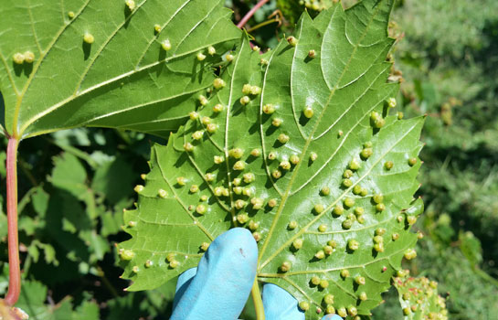 Figure 3: Phylloxera leaf galls on vine leaves. Phylloxera leaf galls on the underside of the vine leaves