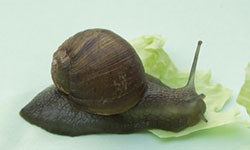 Adult green snail on a lettuce leaf.