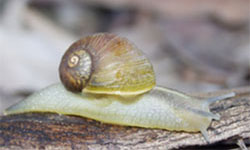 Adult green snail 