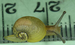 Green snail hatchling on a ruler