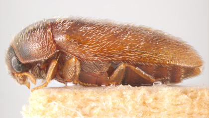 Close up Khapra beetle side profile as described in previous text