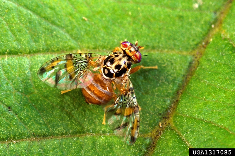 Figure 4: Adult medfly Picture of an adult Mediterranean fruit fly. It has distinctive stripes on the abdomen, black markings on the thorax, and brown bands on the wings.