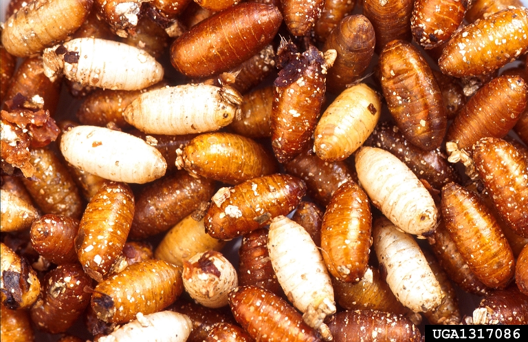 Figure 3: Medfly pupae A picture of many Mediterranean fruit fly pupae magnified. They are cream or rusty brown in colour.