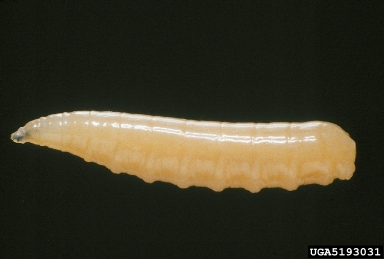 Figure 2: Medfly larvae Picture of a Mediterranean fruit fly larva magnified. It is a creamy colour against a dark background.