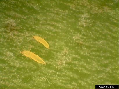 Two yellow thrips larvae on a section of green leaf.